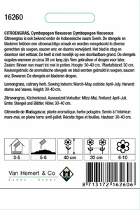 Krul Andijvie 'De Meaux' - afbeelding 2