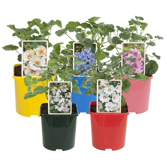 Lavatera/Struikmalva - Diverse Soorten