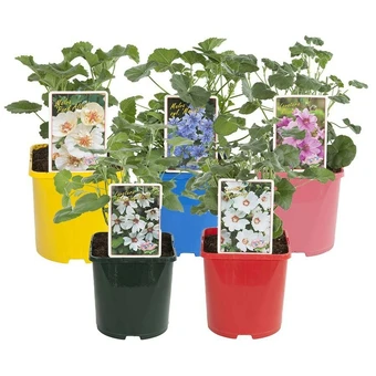 Lavatera/Struikmalva - Diverse Soorten