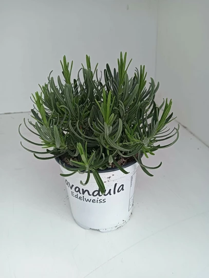 Lavendel 'Aromance Edelweiss' - Wit - P12cm - afbeelding 1