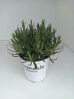 Lavendel 'Aromance Edelweiss' - Wit - P12cm - afbeelding 1