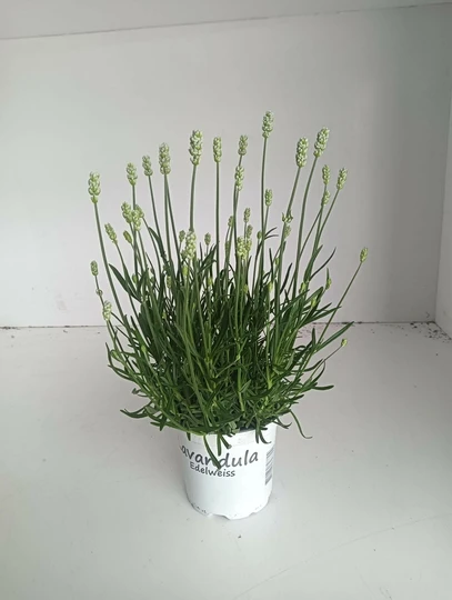 Lavendel 'Aromance Edelweiss' - Wit - P12cm - afbeelding 2