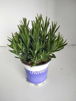 Lavendel 'Hidcote' - P13cm - afbeelding 1