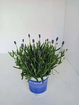 Lavendel 'Hidcote' - P13cm - afbeelding 2