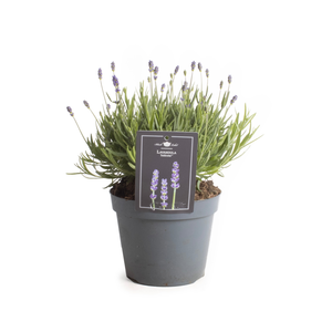 Lavendel 'Hidcote' - P15cm