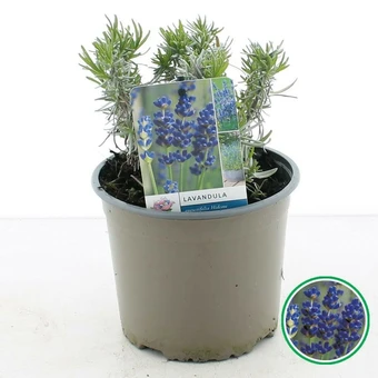 Lavendel 'Hidcote' - P17cm