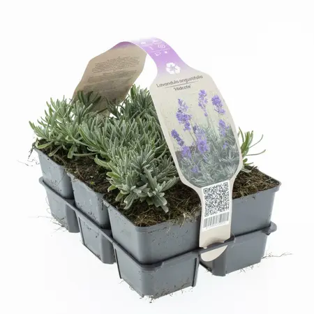 Lavendel 'Hidcote' - P9cm - afbeelding 3