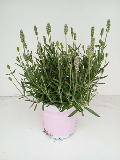 Lavendel 'Rosea' - Roze - P12cm