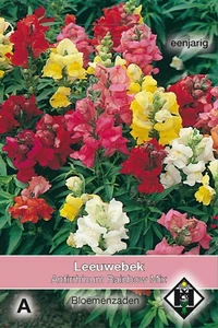 Leeuwenbek 'Rainbow Mix' - afbeelding 1