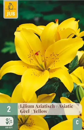 Lelie Aziatisch - Geel