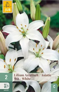 Lelie Aziatisch - Wit