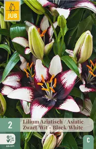 Lelie Aziatisch - Zwart/Wit