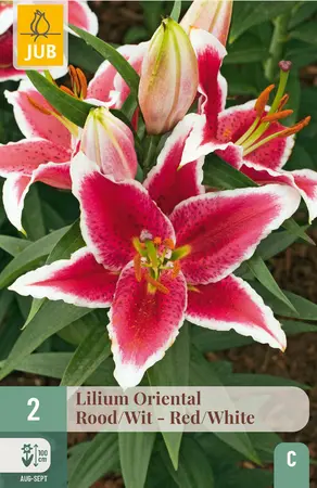 Lelie 'Oriental' Rood/Wit
