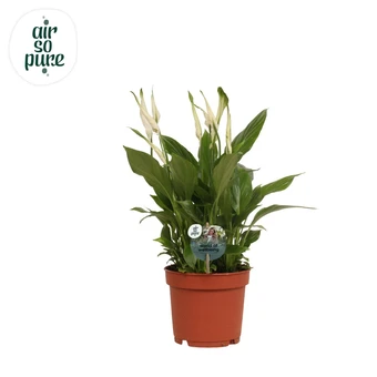 Lepelplant 'Bellini' - P13cm - afbeelding 1