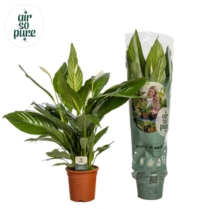 Lepelplant 'Bingo' - P29cm - afbeelding 2