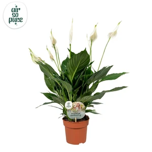 Lepelplant 'Pico Cupido' - P13cm