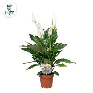 Lepelplant 'Sweet Ricardo'