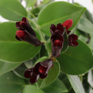 Lipstickplant 'Mona Lisa' - afbeelding 4