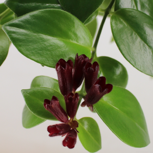 Lipstickplant 'Mona Lisa' - afbeelding 5