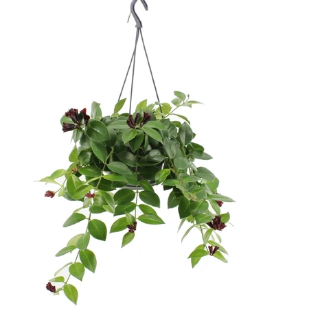 Lipstickplant 'Mona Lisa' - afbeelding 1