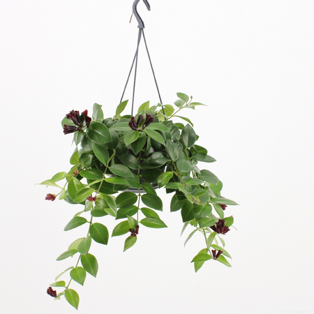 Lipstickplant 'Mona Lisa' - afbeelding 2