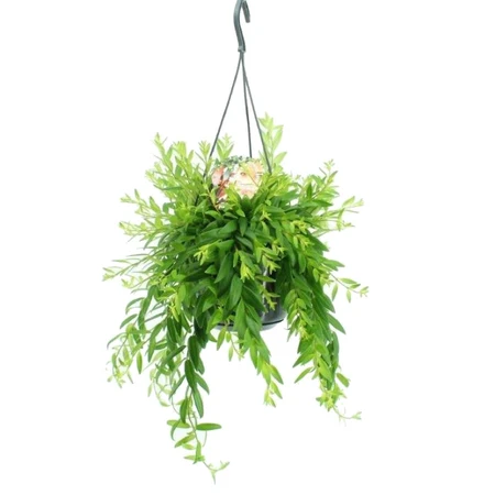 Lipstickplant 'Raphrolepis' - afbeelding 1