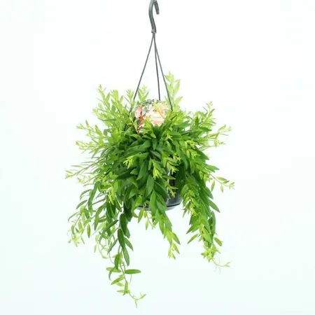 Lipstickplant 'Raphrolepis' - afbeelding 2