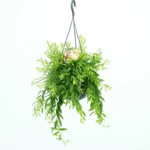 Lipstickplant 'Raphrolepis' - afbeelding 2