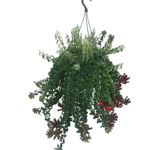 Lipstickplant 'Twister XL' - afbeelding 3