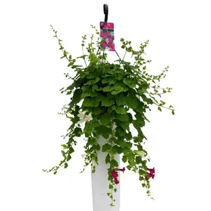 Lophospermum Erubescens 'Lofos' –  Hangplant Met Trechtervormige Bloemen, Diverse Kleuren