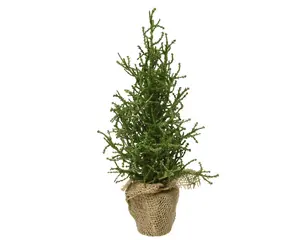 MINI BOOM D12H30CM GROEN