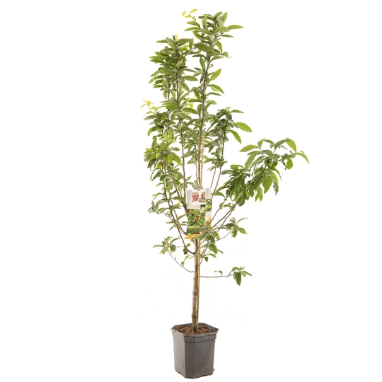 Mispel - Laagstam - afbeelding 1