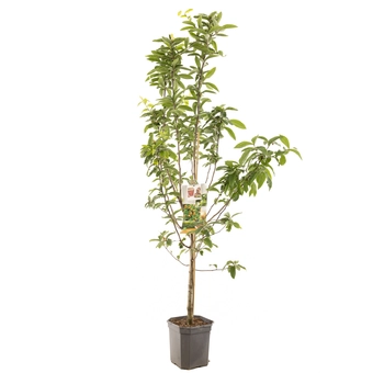 Mispel - Laagstam - afbeelding 1