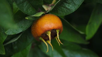 Mispel - Laagstam - afbeelding 2