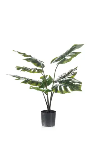 MONSTERA PLANT RT 60CM/8LVS IN POT