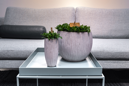 Mozaïekplant - P15cm - afbeelding 5