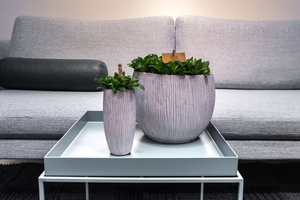 Mozaïekplant - P15cm - afbeelding 5