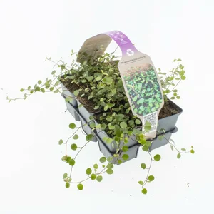 Muehlenbeckia - P9cm - afbeelding 2