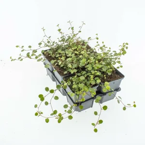 Muehlenbeckia - P9cm - afbeelding 3