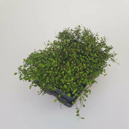 Muehlenbeckia - P9cm - afbeelding 4