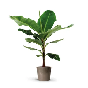 Musa Dwarf Cavendish - afbeelding 2