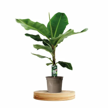 MUSA DWARF CAVENDISH P27