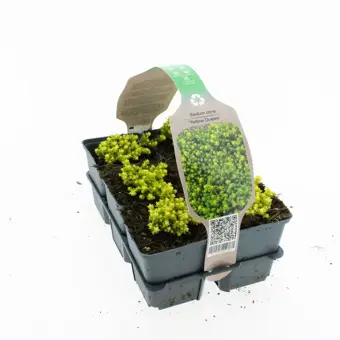 Muurpeper 'Yellow Queen' - P9cm - afbeelding 2