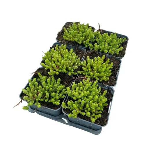 Muurpeper 'Yellow Queen' - P9cm - afbeelding 3