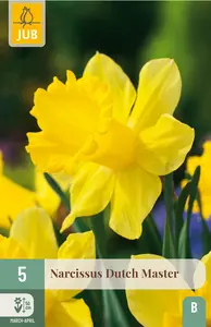 Narcis 'Dutch Master'
