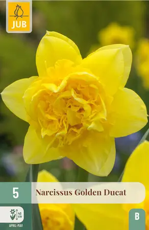 Narcis 'Golden Ducat'