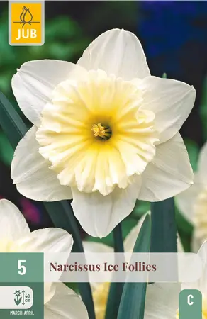 Narcis 'Ice Follies'