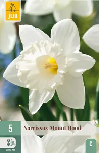Narcis 'Mount Hood'
