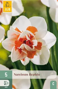 Narcis 'Replete'