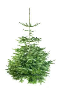 Nordmannspar 120/140 Pot - afbeelding 1